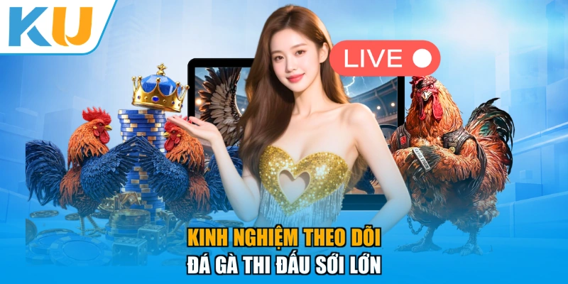 Kinh nghiệm theo dõi đá gà thi đấu sới lớn